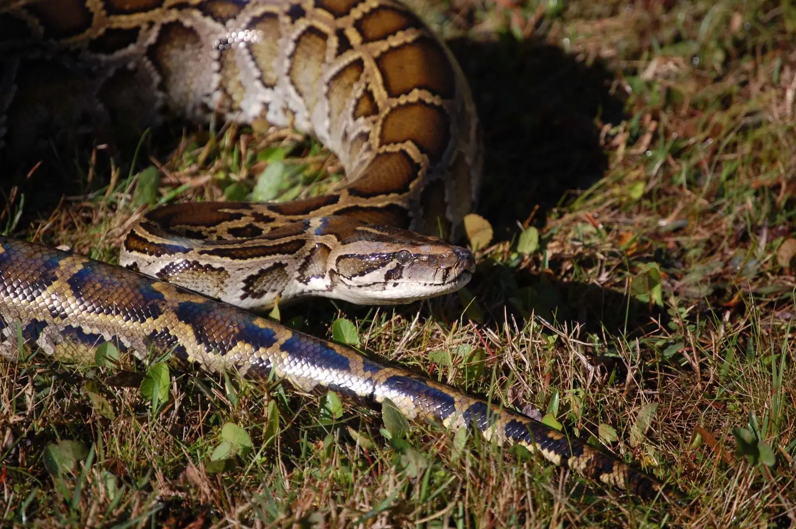 Burmese-Python 05