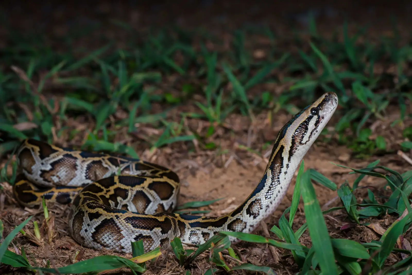 Burmese-Python 07