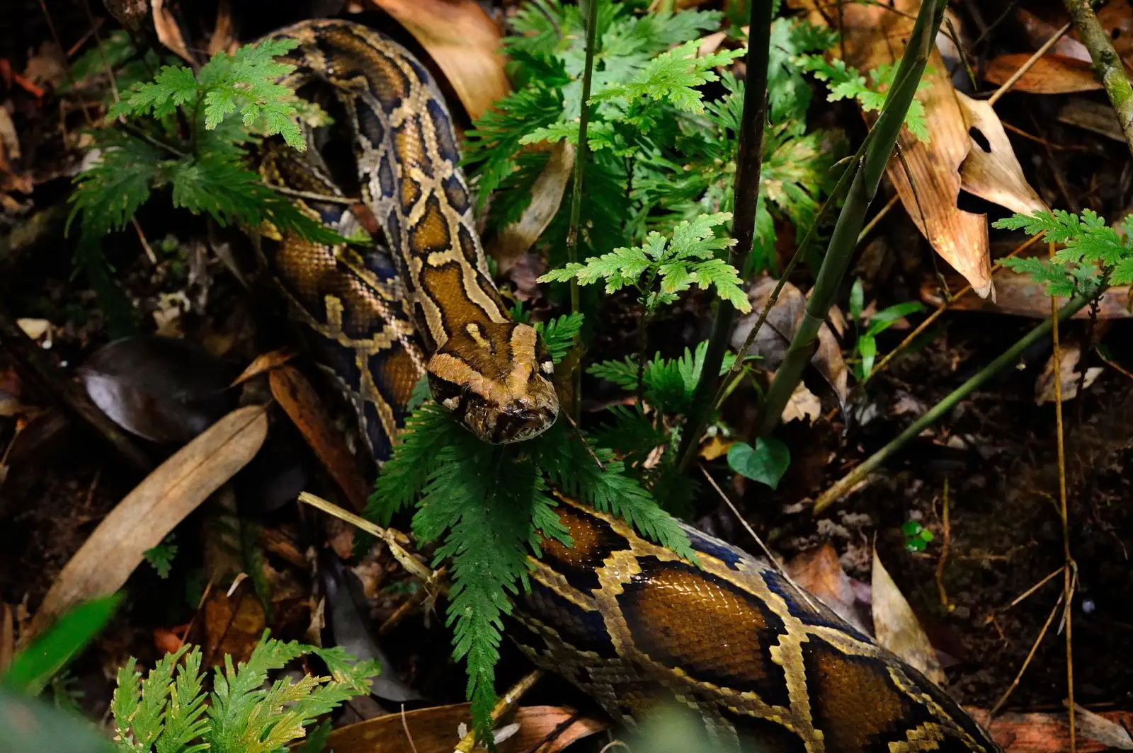 Burmese-Python 08