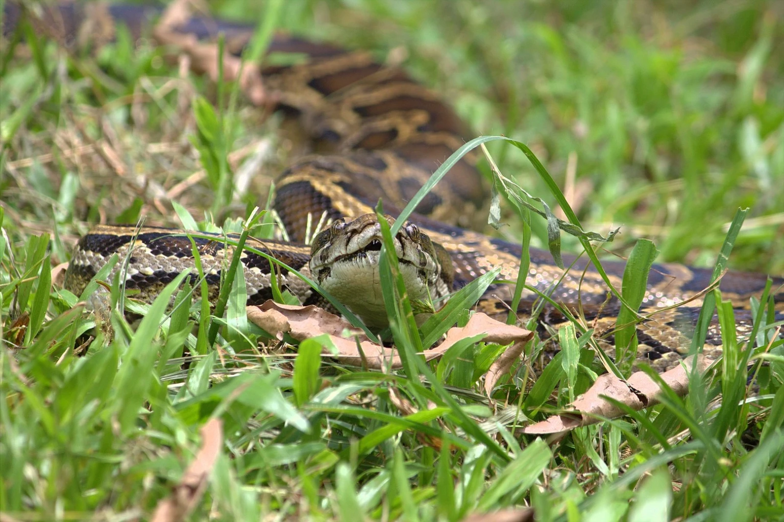 Burmese-Python 09