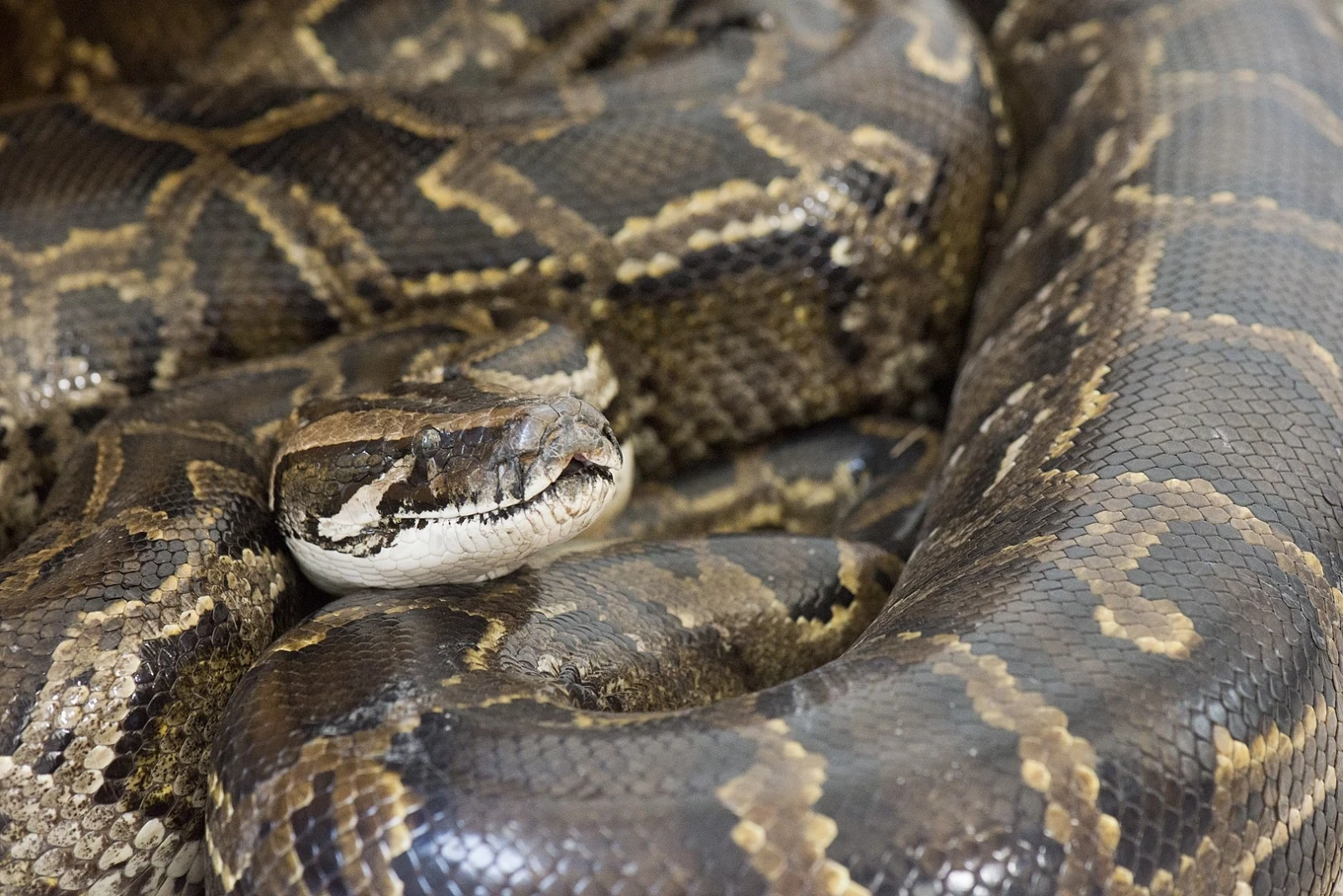 Burmese-Python 10