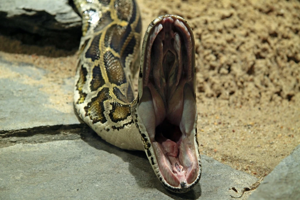 Burmese-Python 11