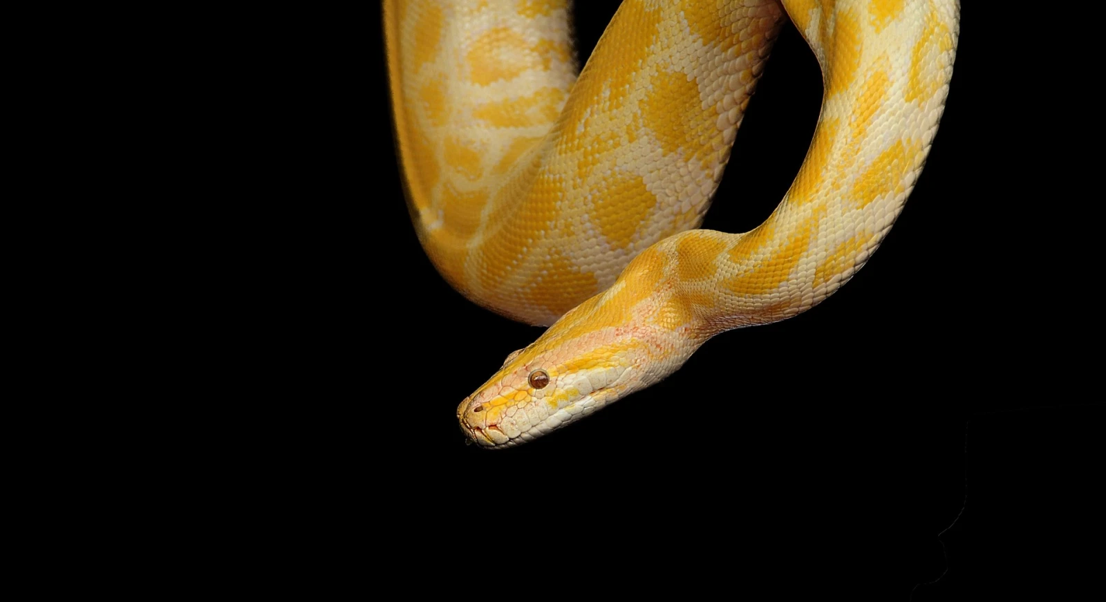 Burmese-Python 12