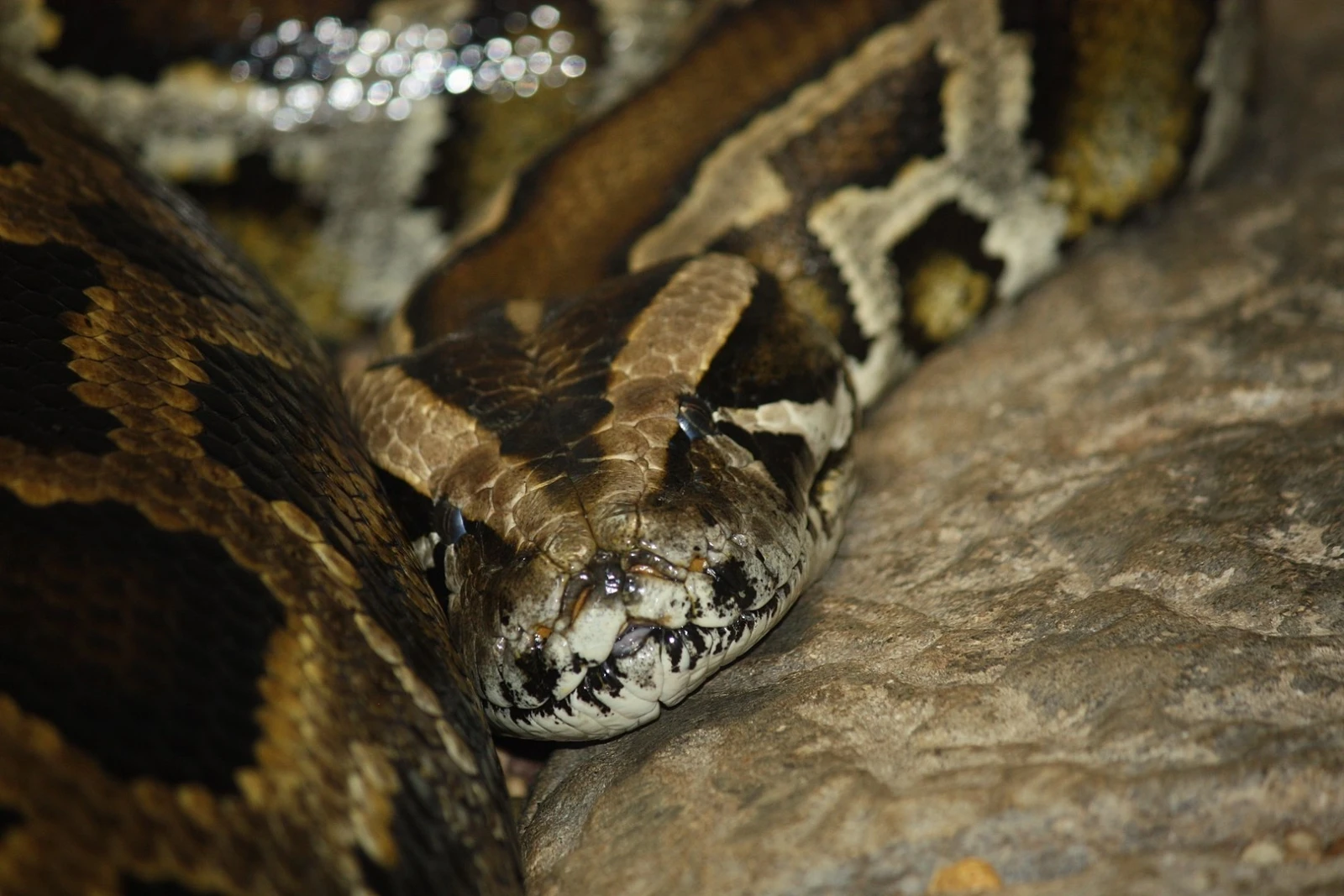 Burmese-Python 13