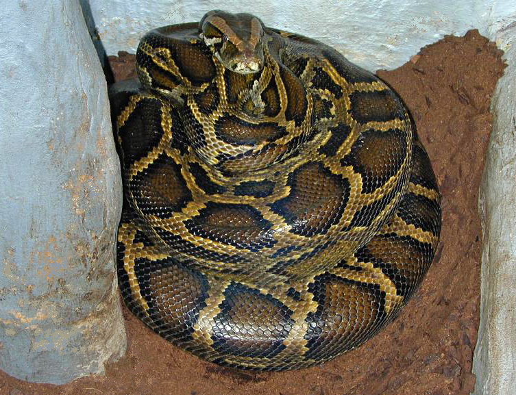 Burmese-Python 14