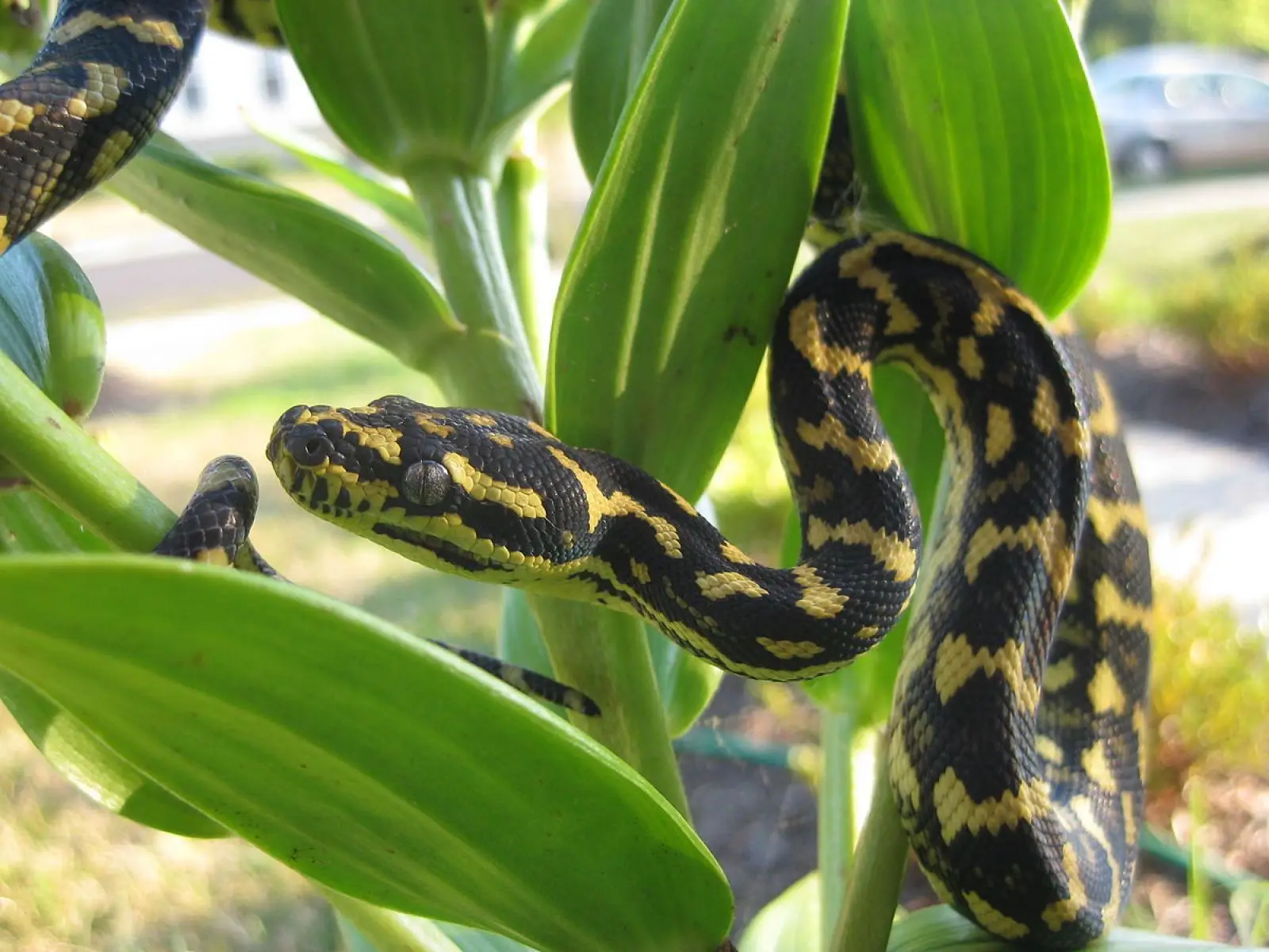 Python tapis