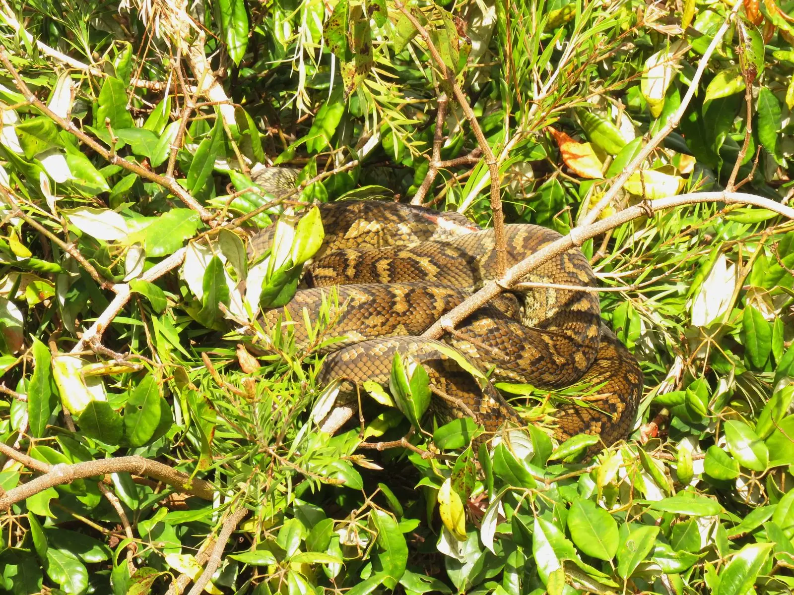 Python tapis