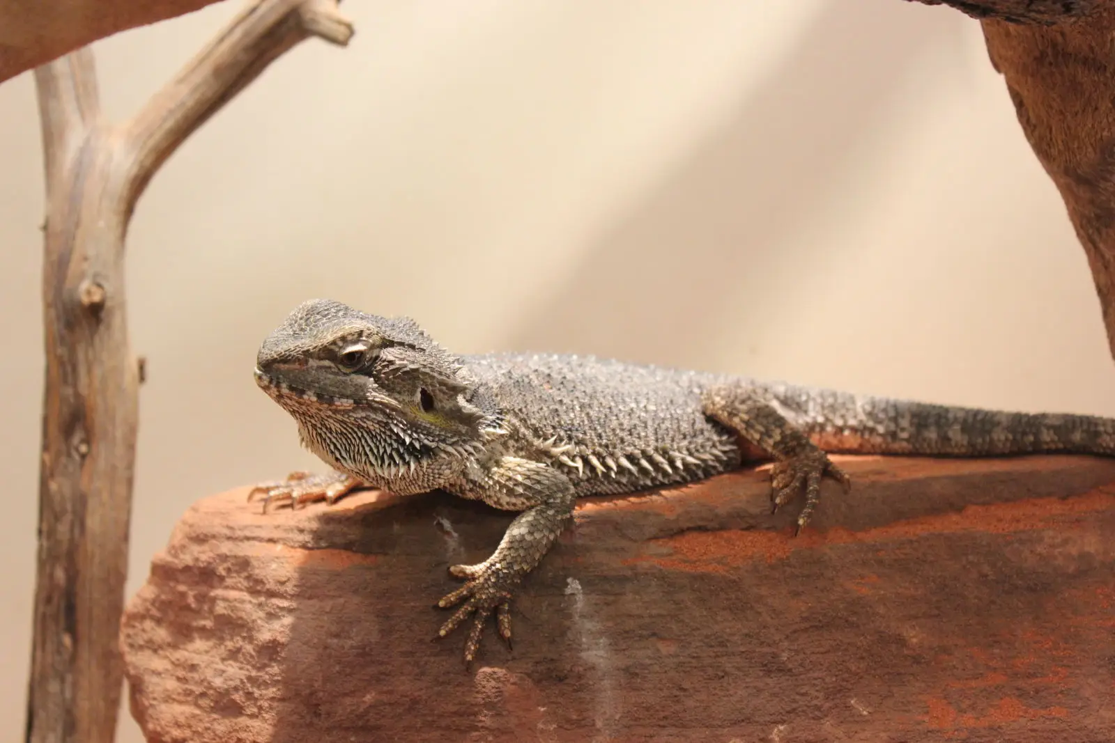 Central-Bearded-Dragon 01
