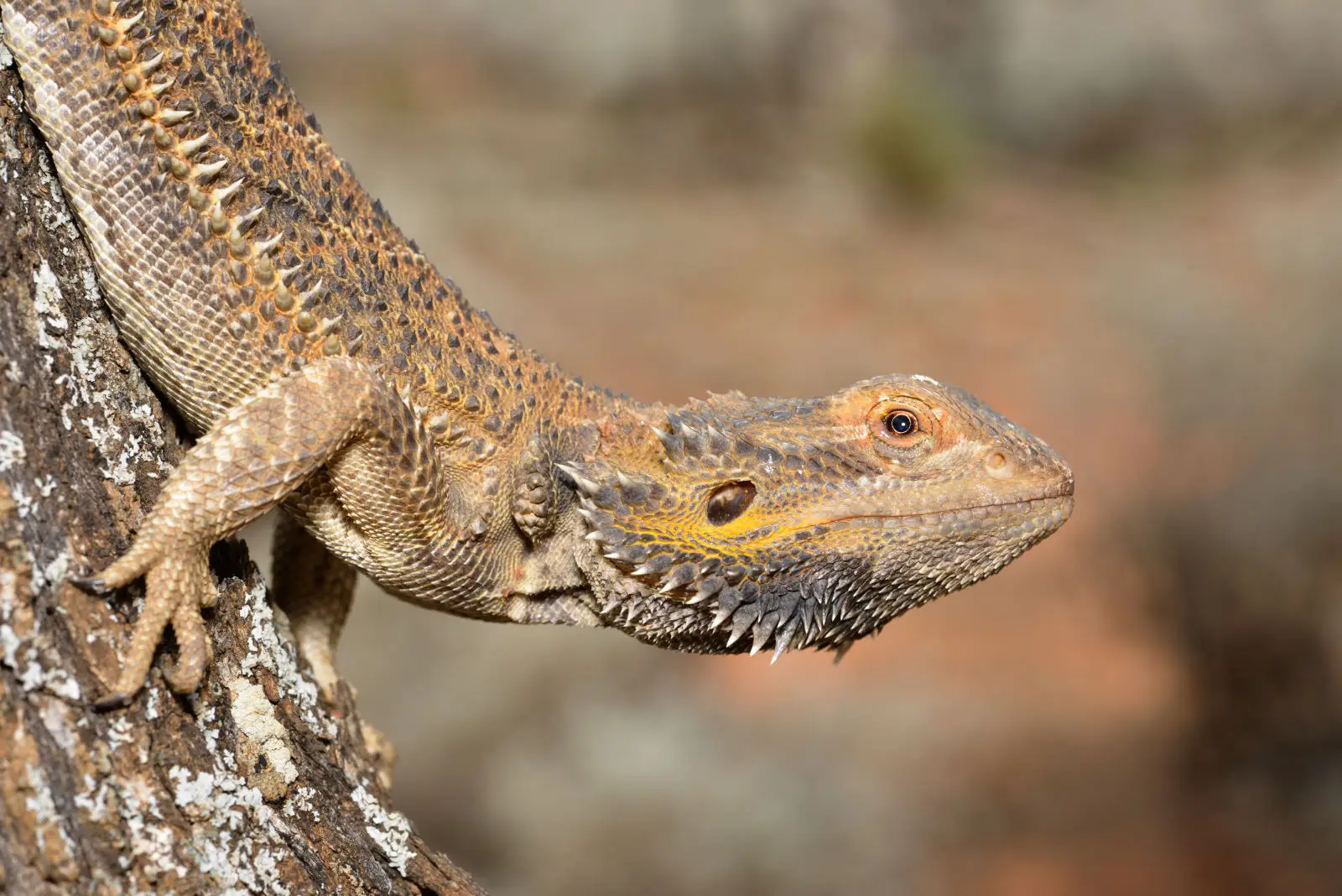 Central-Bearded-Dragon 02