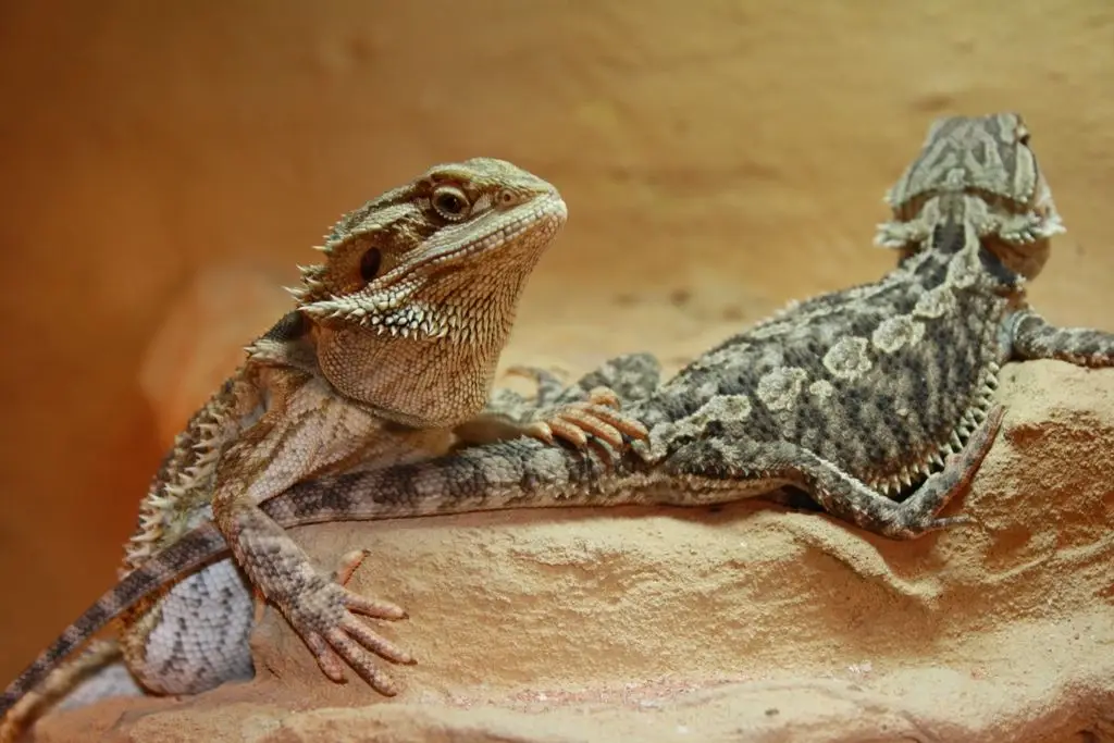 Central-Bearded-Dragon 03
