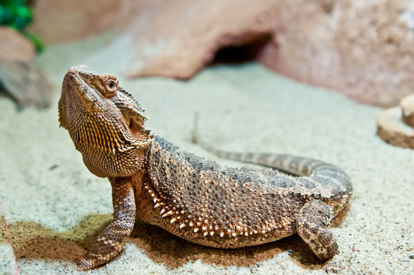 Central-Bearded-Dragon 04