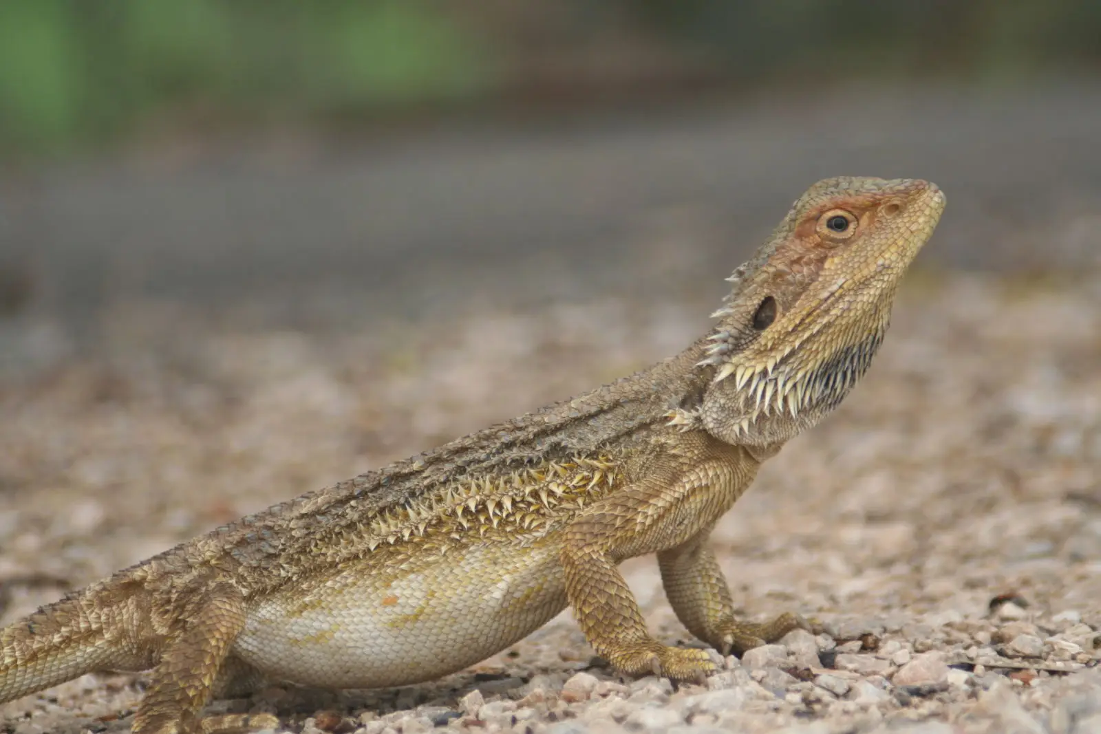 Central-Bearded-Dragon 05