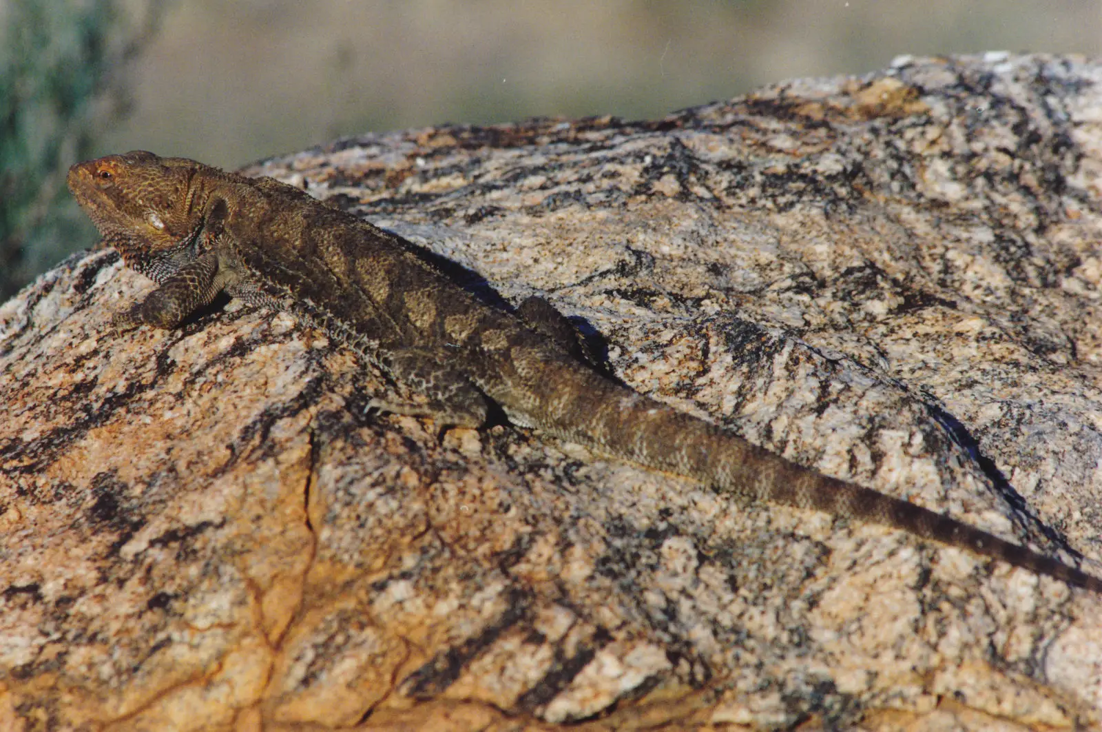 Central-Bearded-Dragon 06