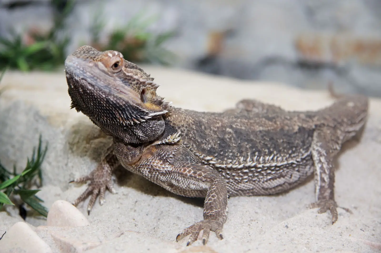 Central-Bearded-Dragon 07