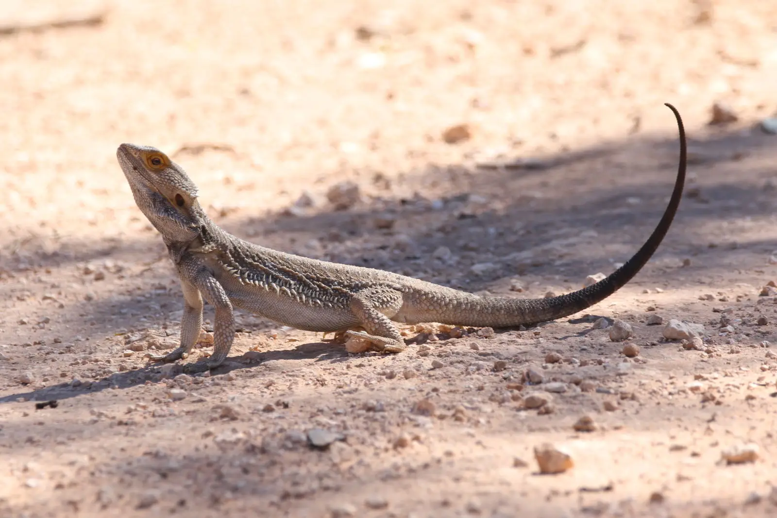 Central-Bearded-Dragon 08