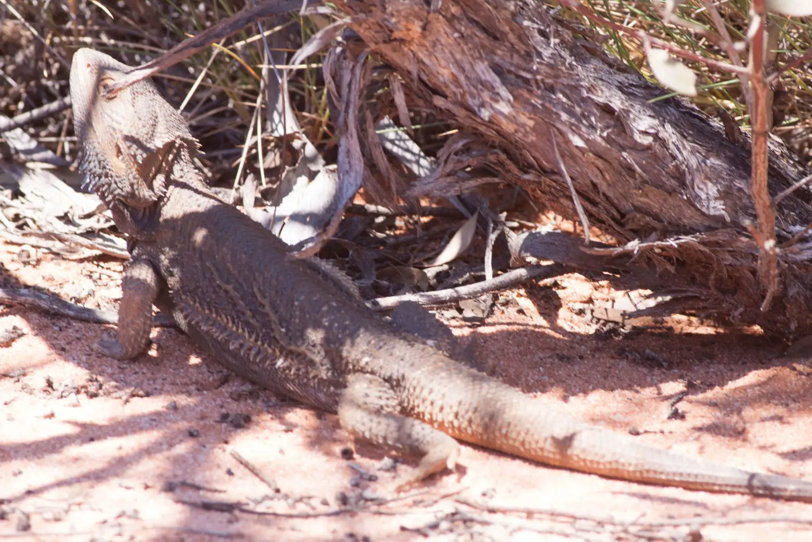 Central-Bearded-Dragon 09