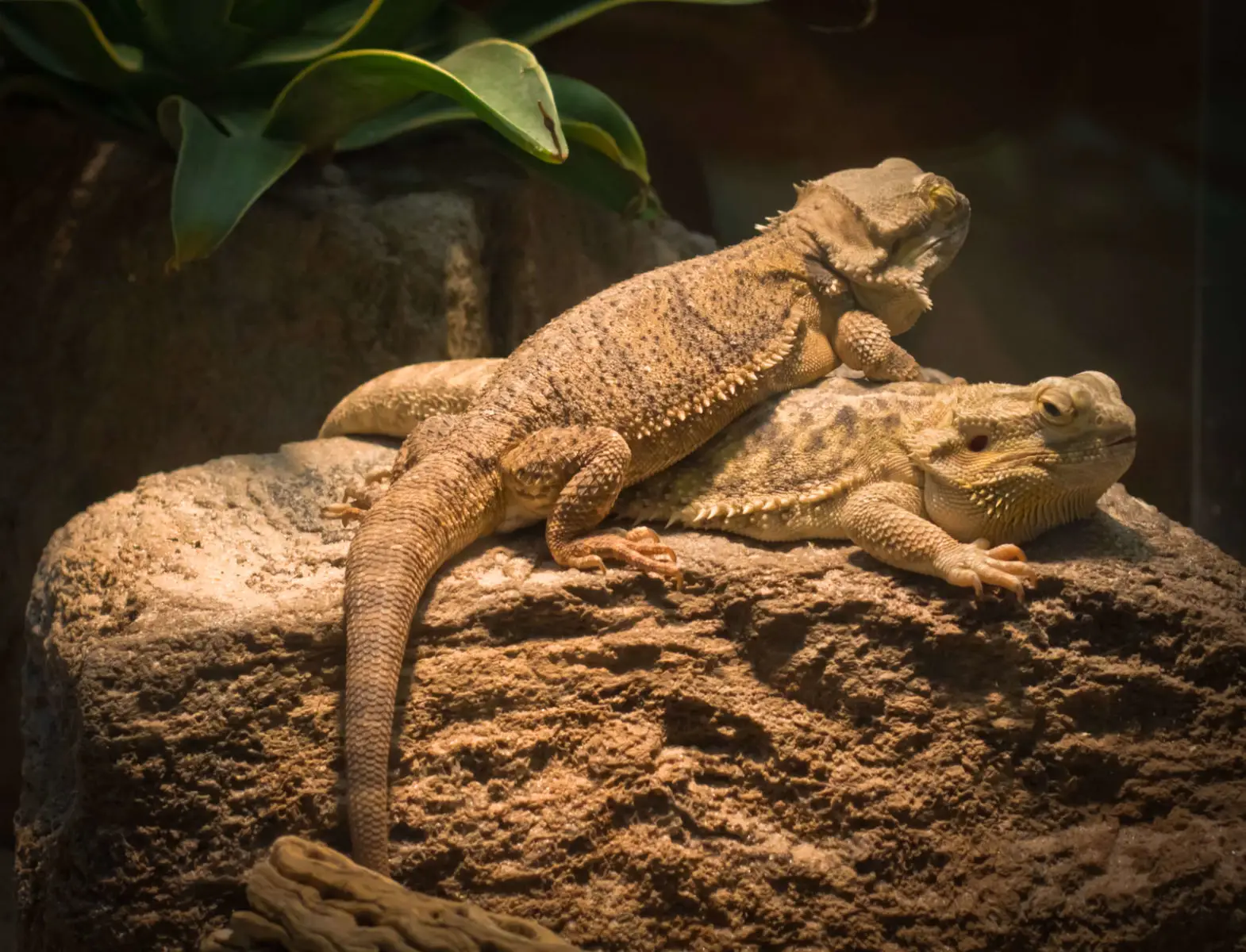Central-Bearded-Dragon 10