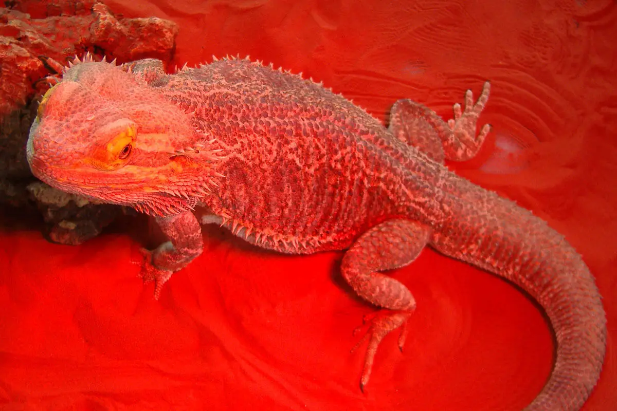 Central-Bearded-Dragon 11