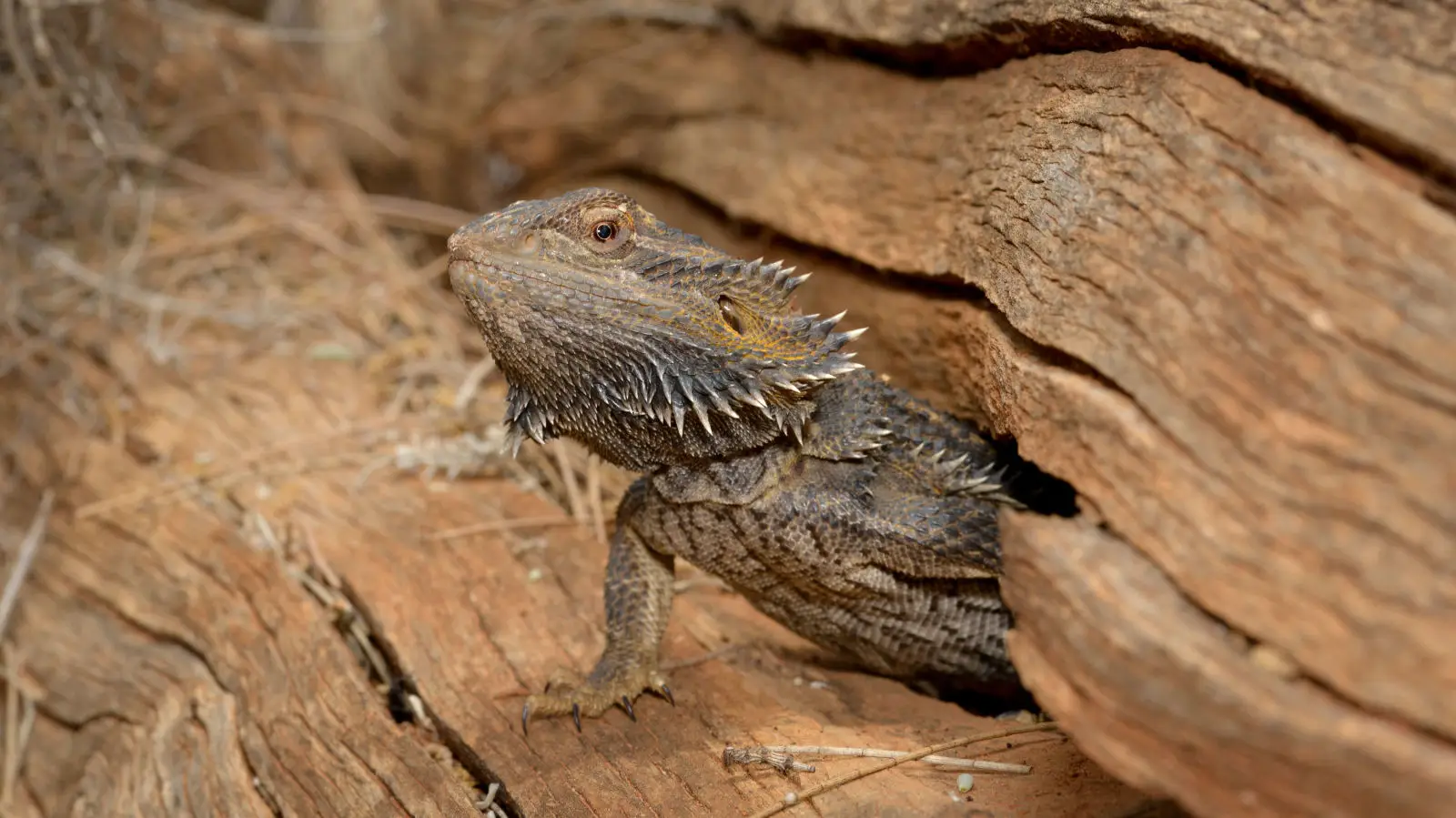 Central-Bearded-Dragon 12