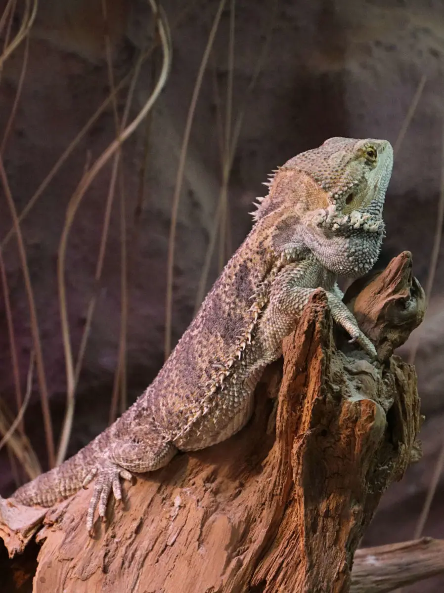 Central-Bearded-Dragon 13
