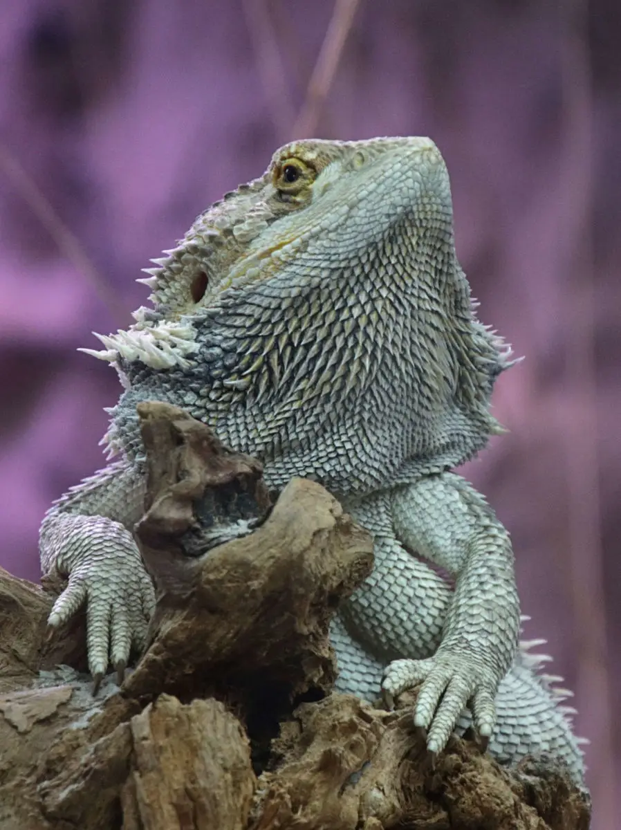 Central-Bearded-Dragon 14