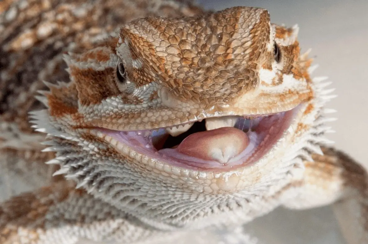 Central-Bearded-Dragon 15