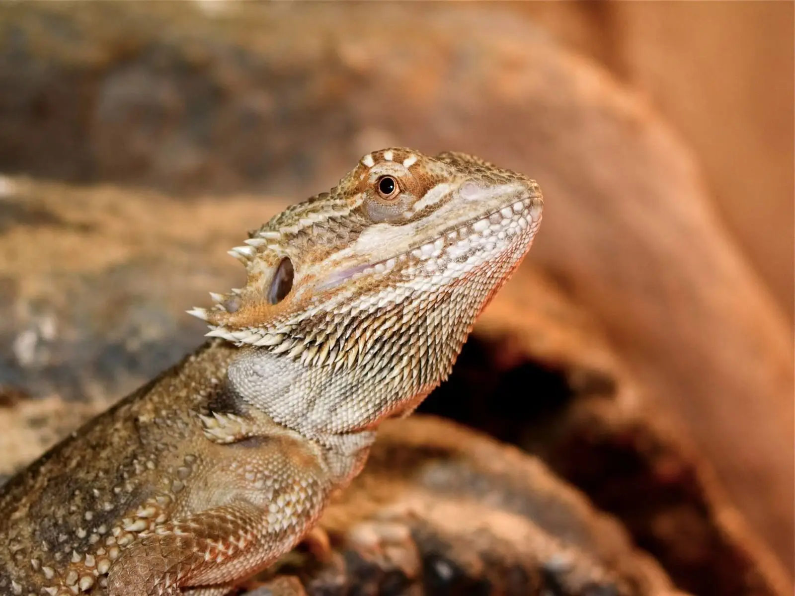 Central-Bearded-Dragon 16