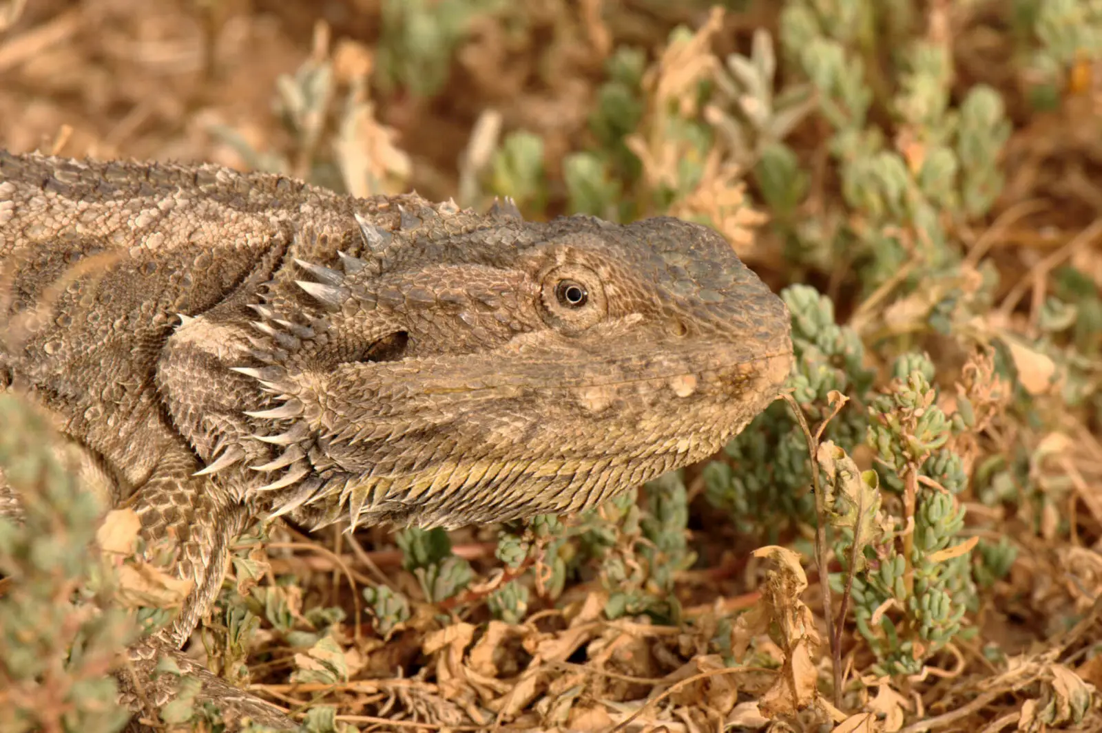 Central-Bearded-Dragon 17