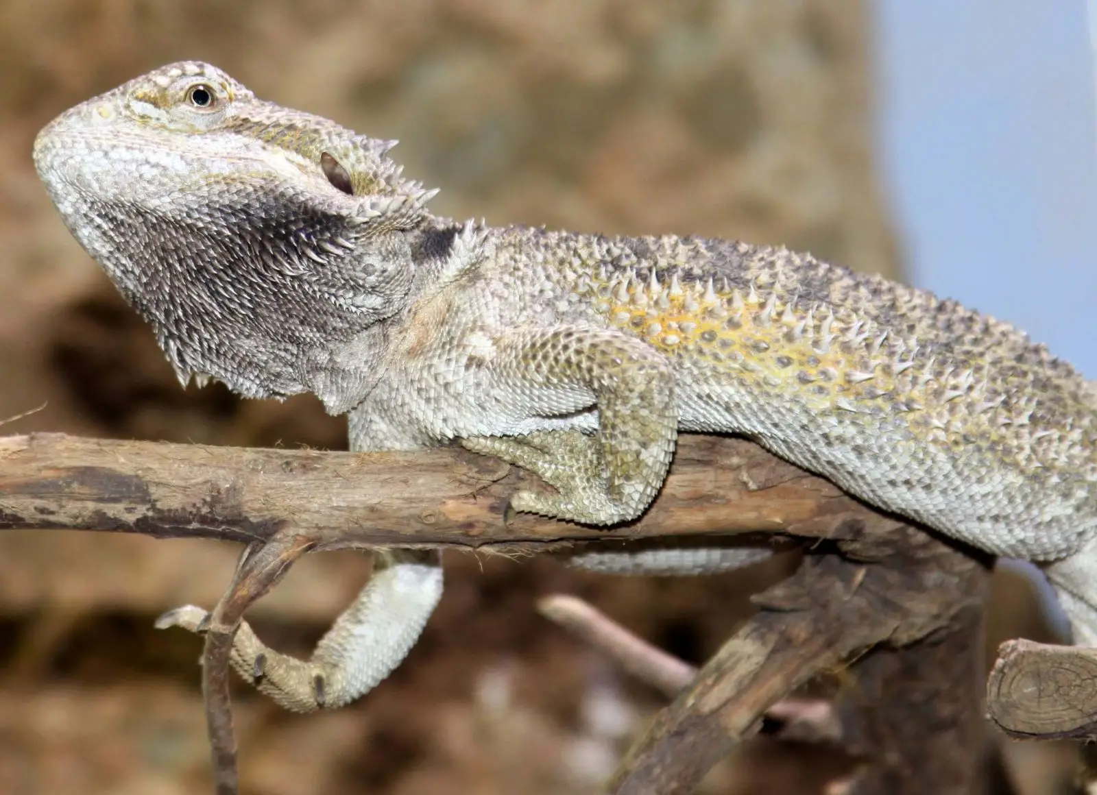 Central-Bearded-Dragon 18