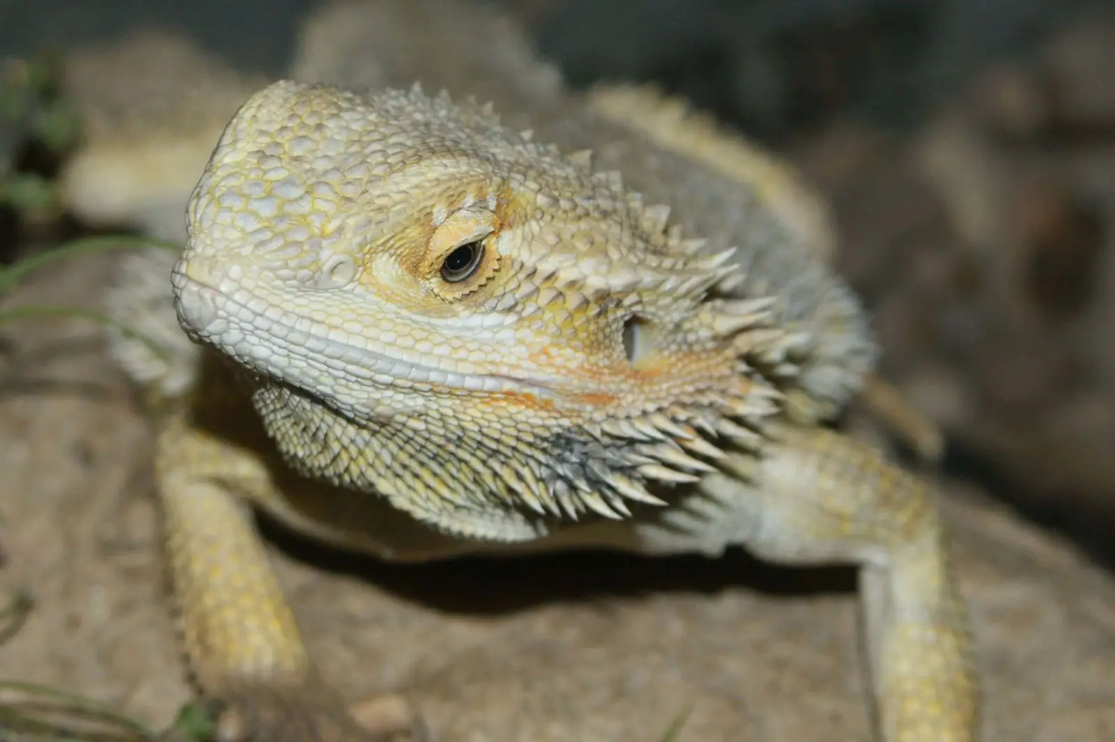 Central-Bearded-Dragon 19