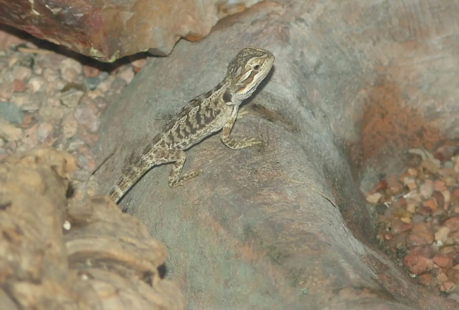 Central-Bearded-Dragon 20