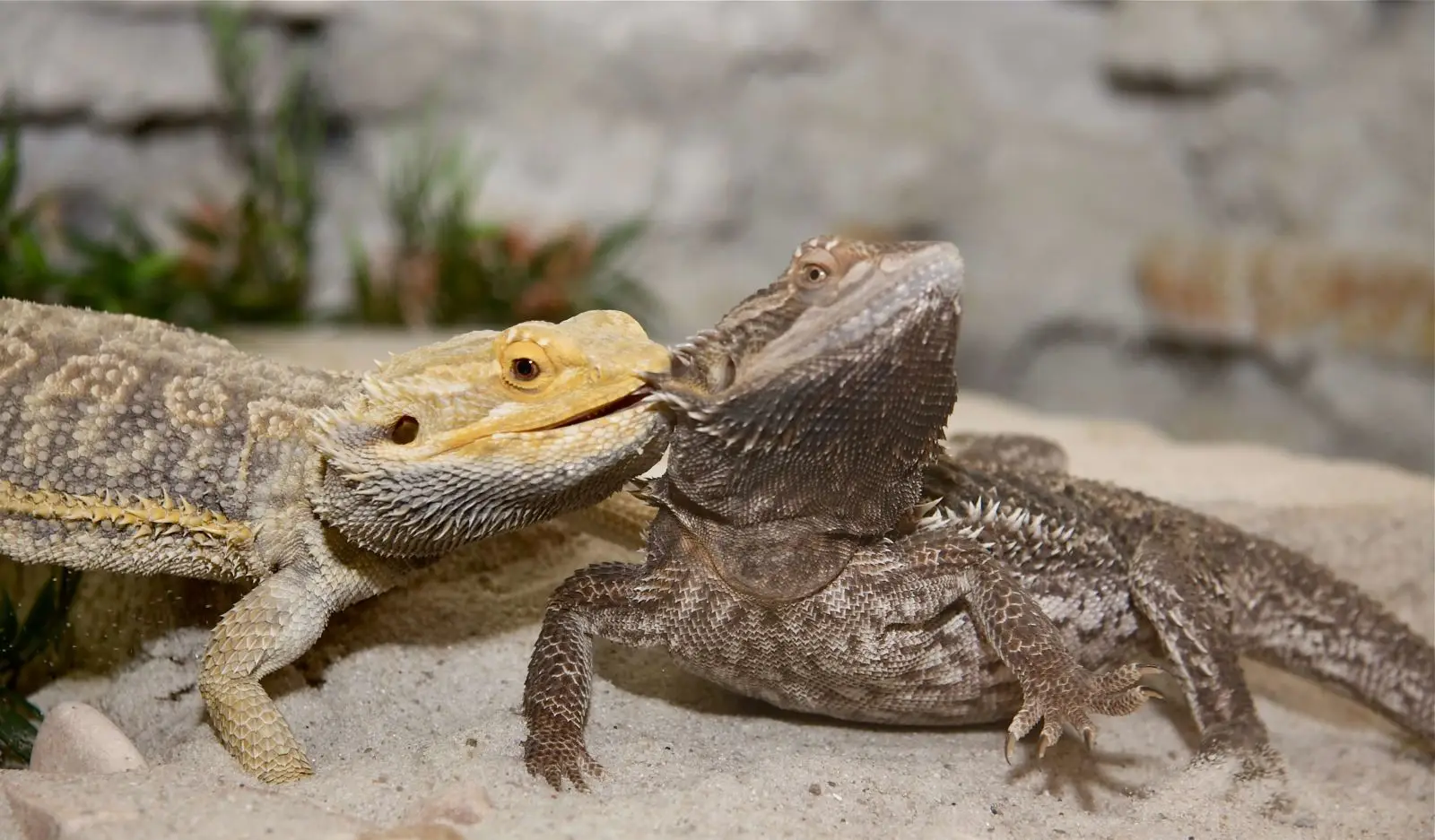 Central-Bearded-Dragon 21
