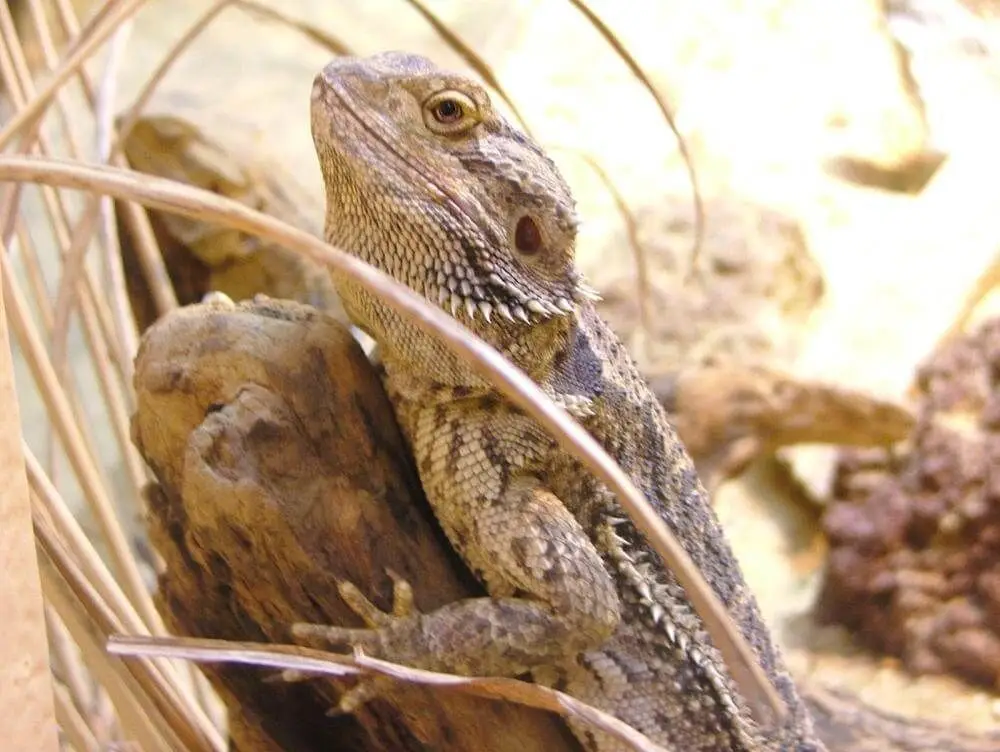 Central-Bearded-Dragon 22