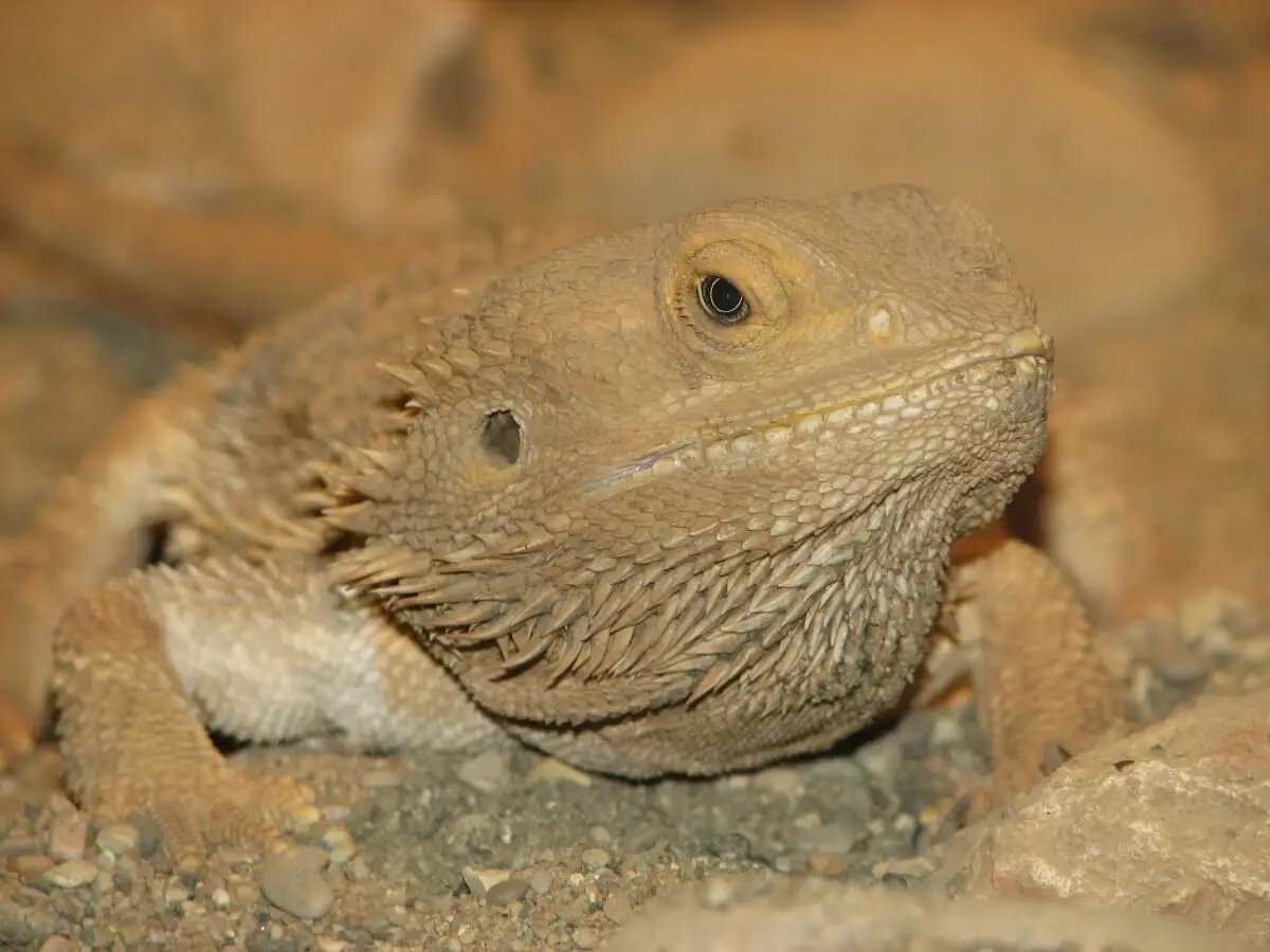 Central-Bearded-Dragon 23