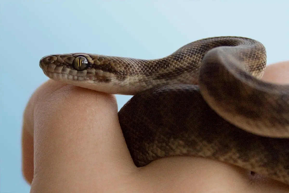 Childrens-Python 01