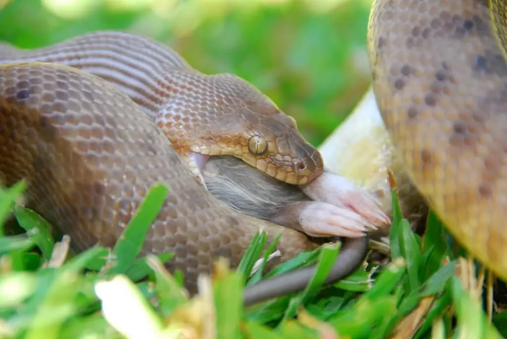 Childrens-Python 02