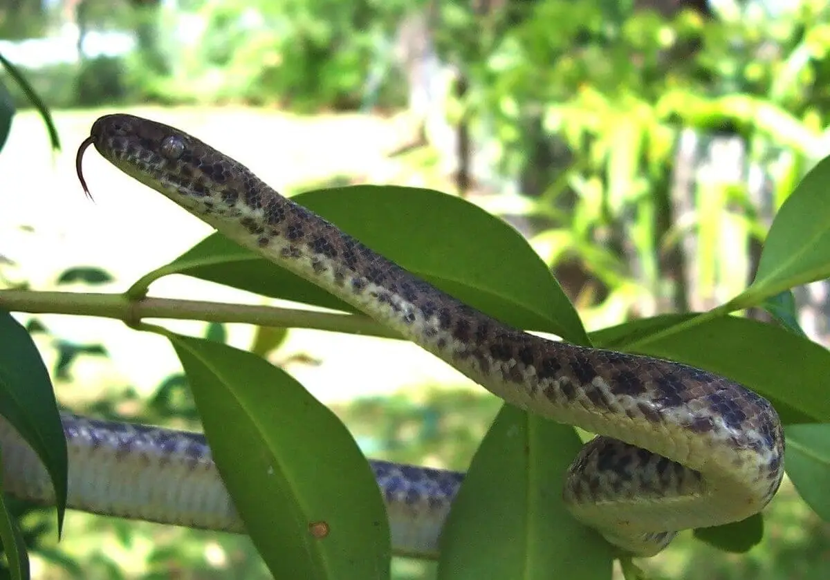 Childrens-Python 03