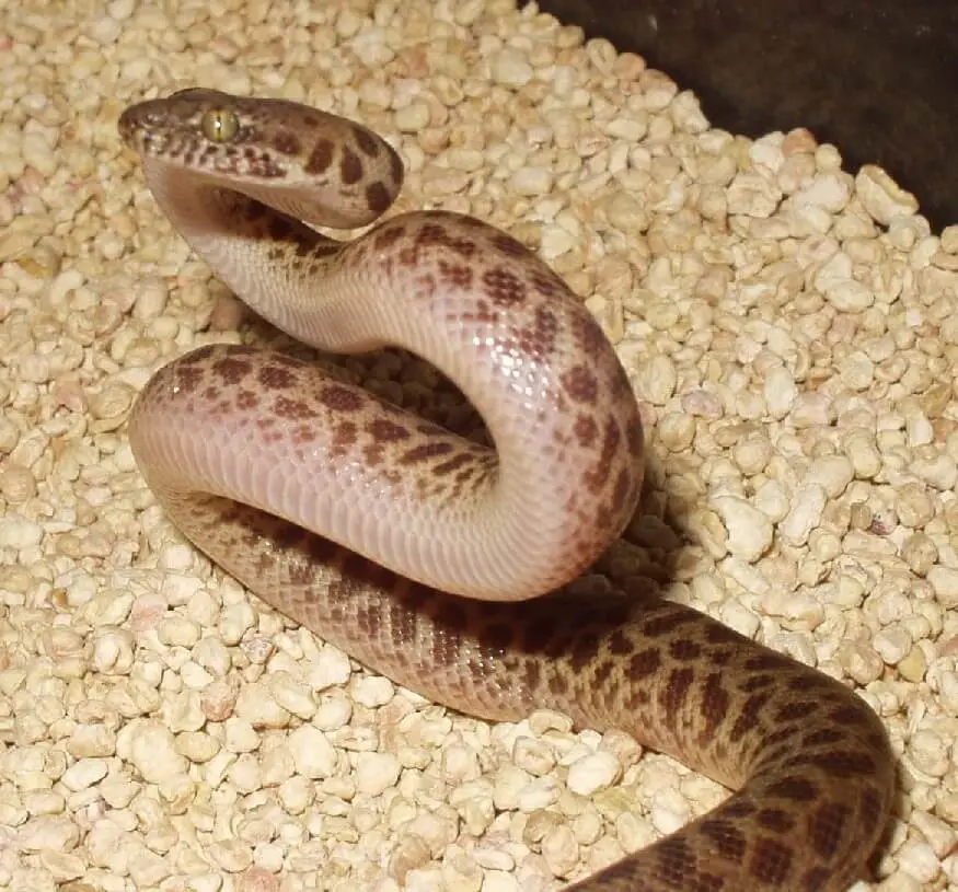 Childrens-Python 04