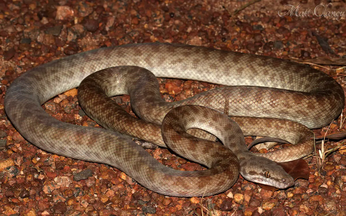 Childrens-Python 05