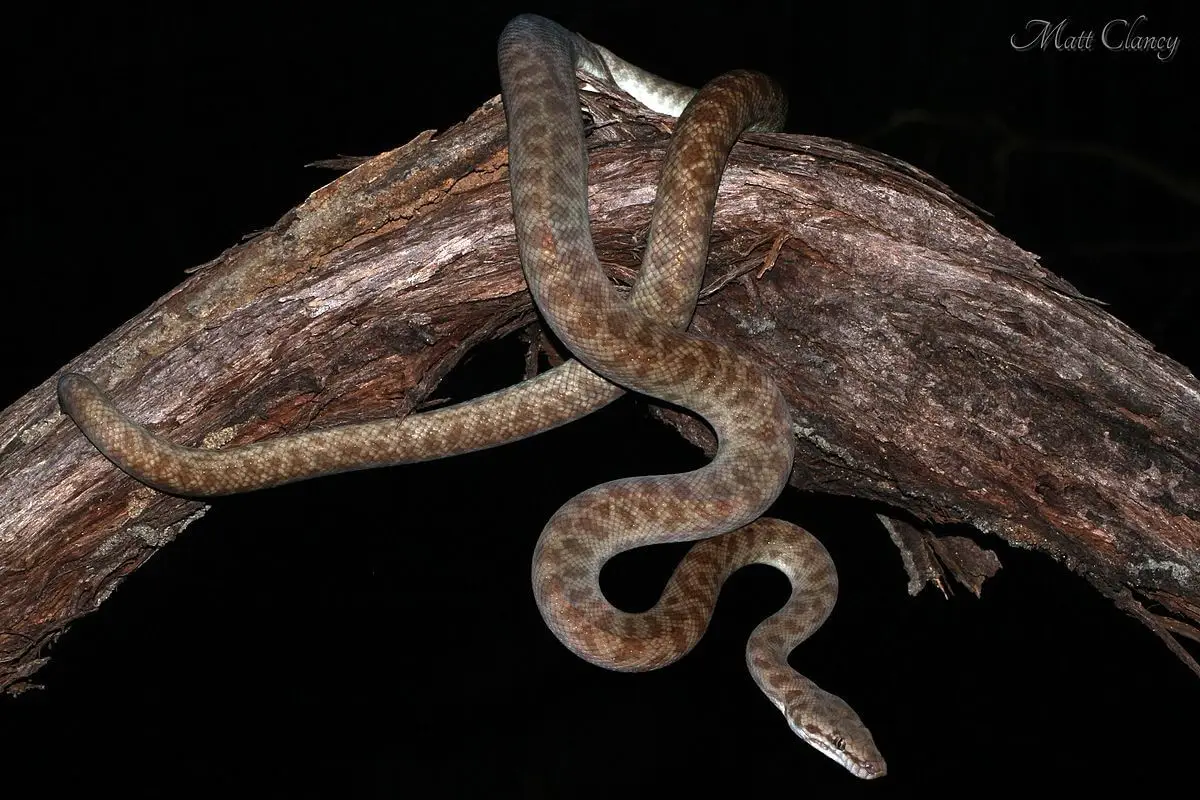 Childrens-Python 06