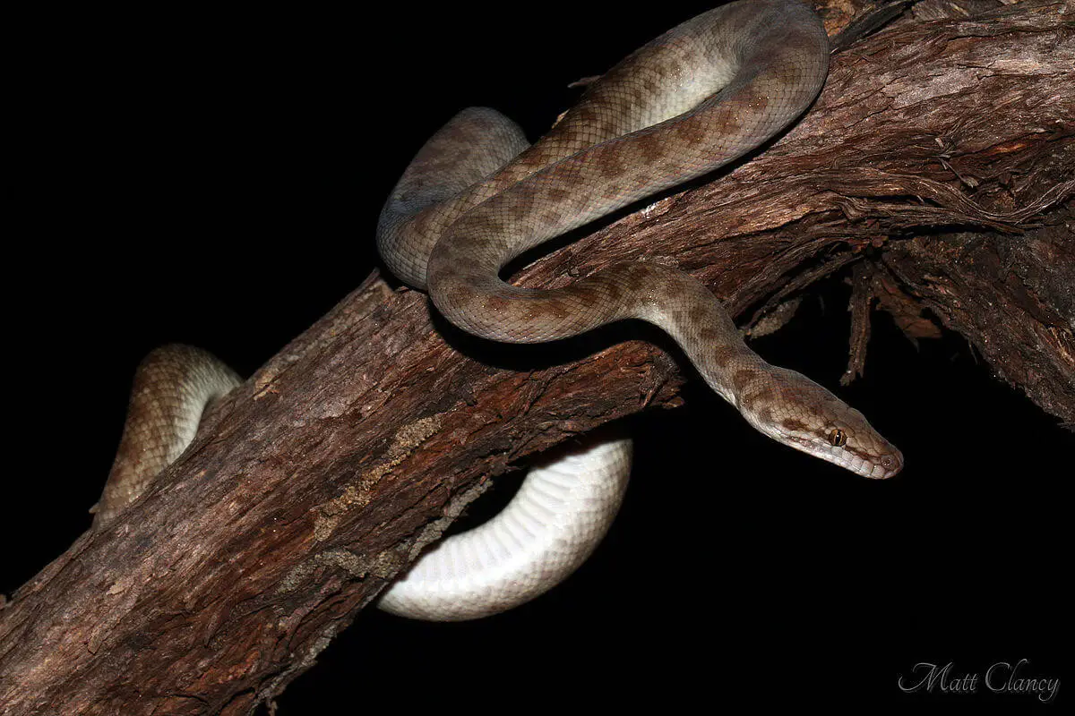 Childrens-Python 07