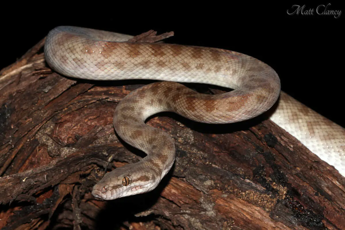 Childrens-Python 08
