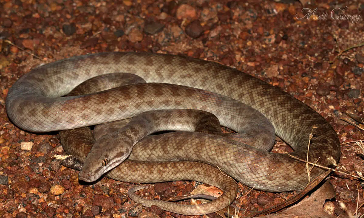 Childrens-Python 09
