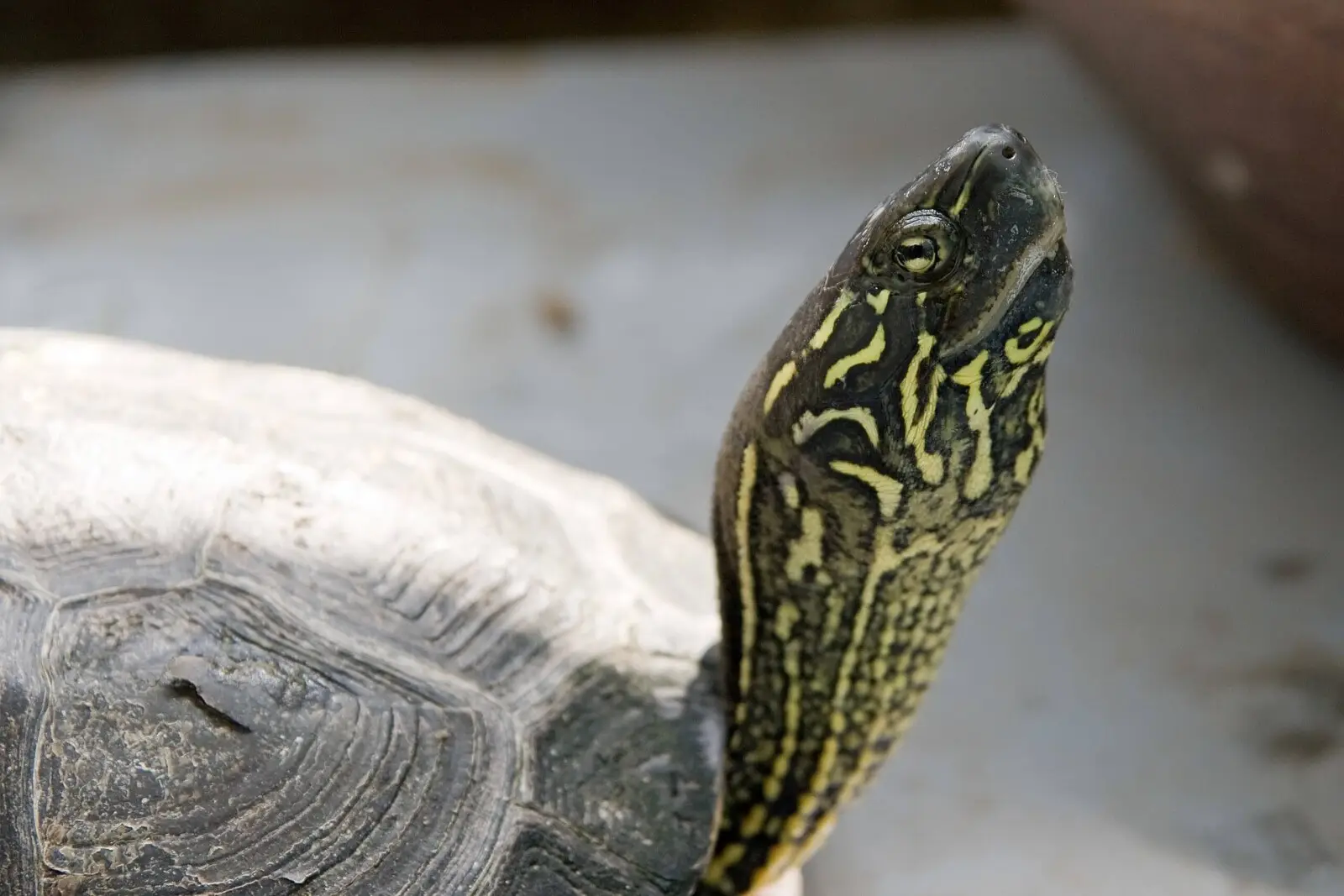 Tortue de Reeves : un reptile semi-aquatique à long terme