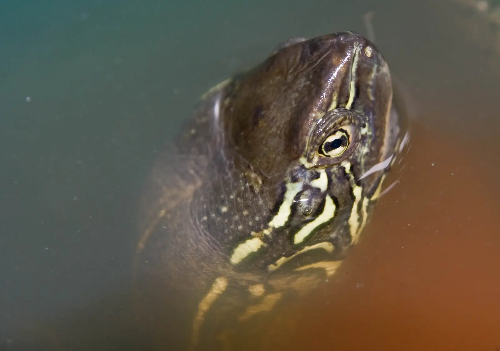 Tortue de Reeves