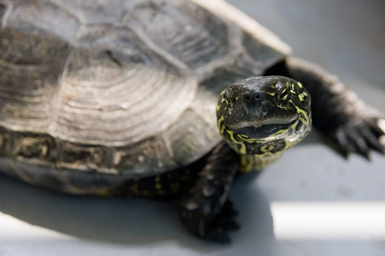 Tortue de Reeves