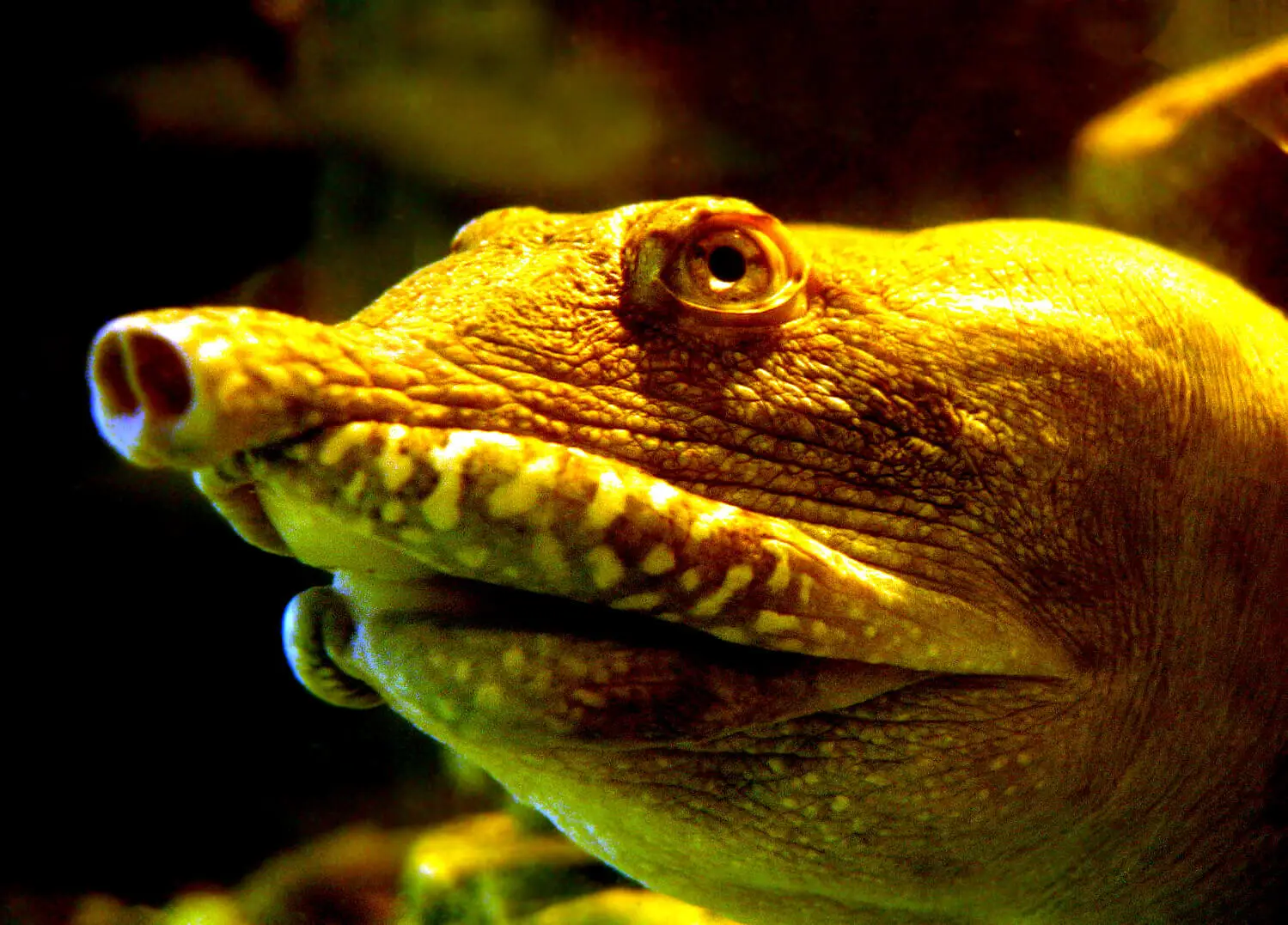Chinese-Softshell-Turtle 01
