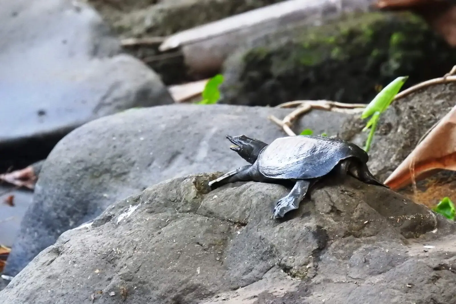 Chinese-Softshell-Turtle 02
