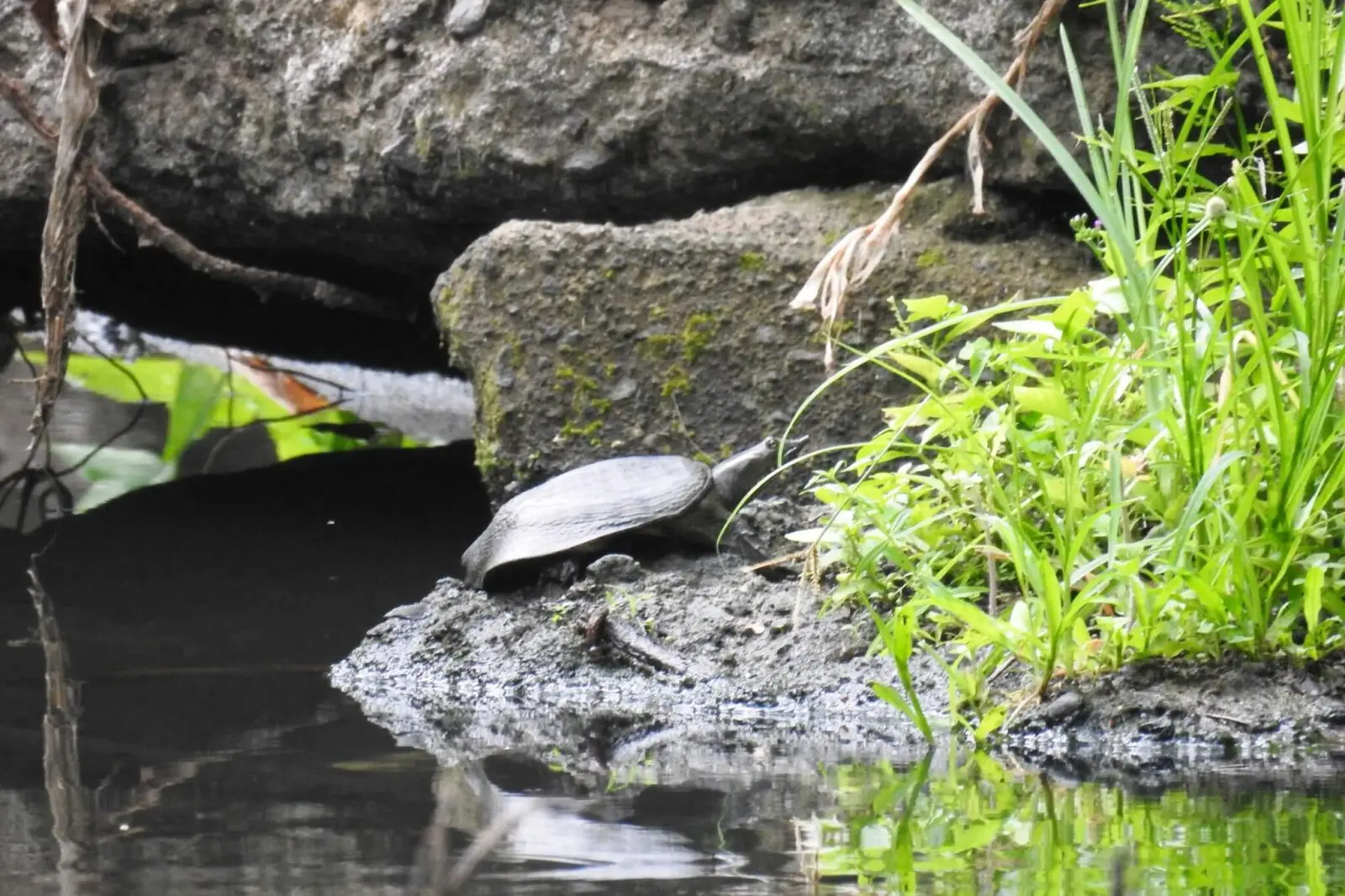 Chinese-Softshell-Turtle 03