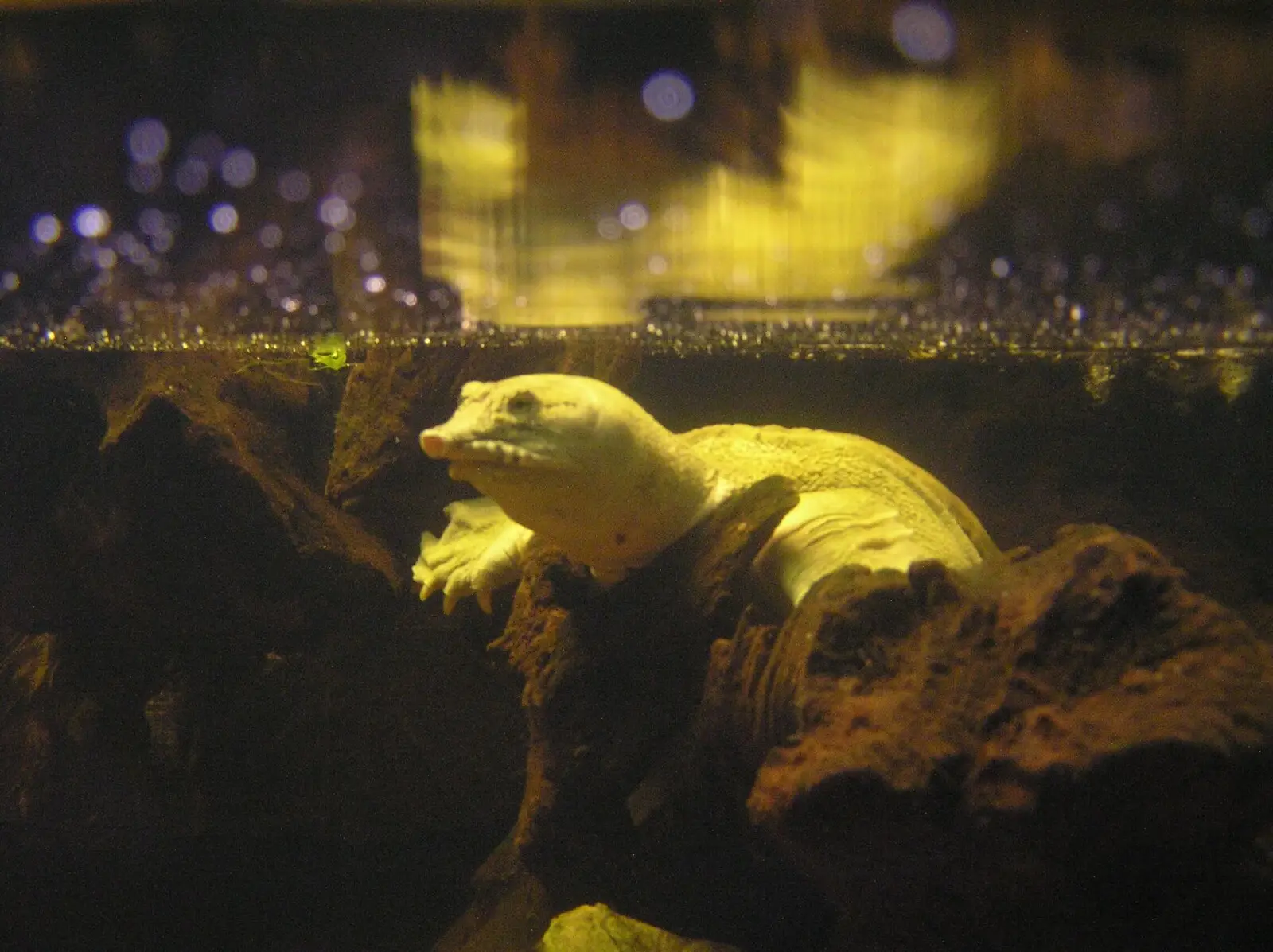 Chinese-Softshell-Turtle 04